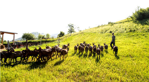 Grâce à la ferme intercommunale, des chèvres gambadent toujours sur la colline du Murier (38)