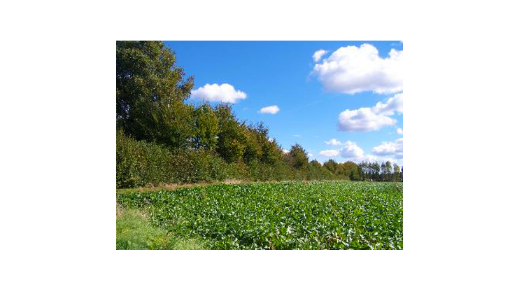 A Bretteville du Grand Caux, une ceinture verte redessine le paysage (76)